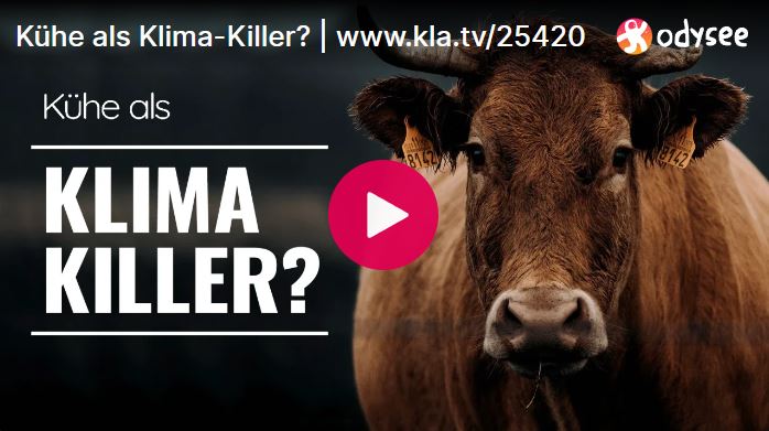 Kühe als Klima-Killer?
