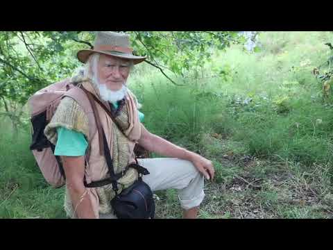 Stieleiche lebt im Auwald Leipzig 2: Auch ganz kleine Eichen können eine Zukunft haben!