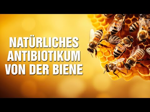 Propolis: Natürliches Antibiotikum aus dem Kittharz der Biene –  Die Kraft aus den Tränen der Bäume