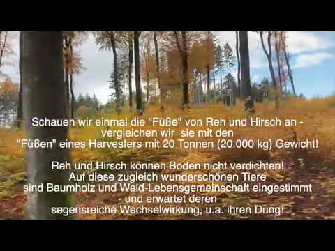 Wald versus Forst – 2 – Reh und Hirsch im Ökosystem versus Schein-Lebensgemeinschaft “Försterwald”