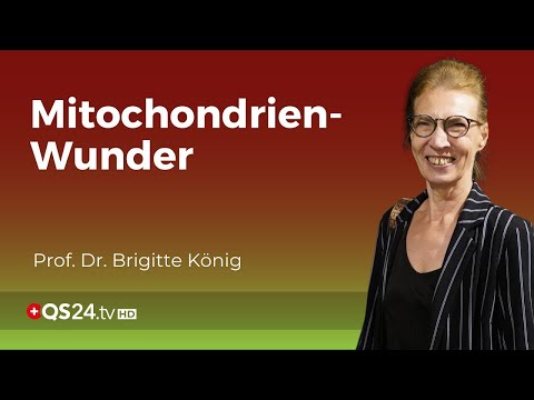 Die Geheimnisse der Mitochondrien: Die wegweisende Forschung von Professor Dr. Brigitte König | QS24