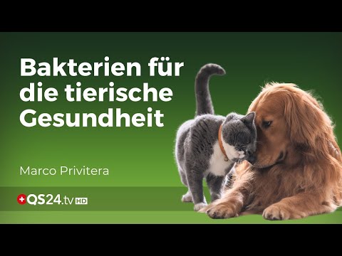 Von Katze bis Pferd: Wie Mikroorganismen die Gesundheit unserer Tiere beeinflussen | QS24