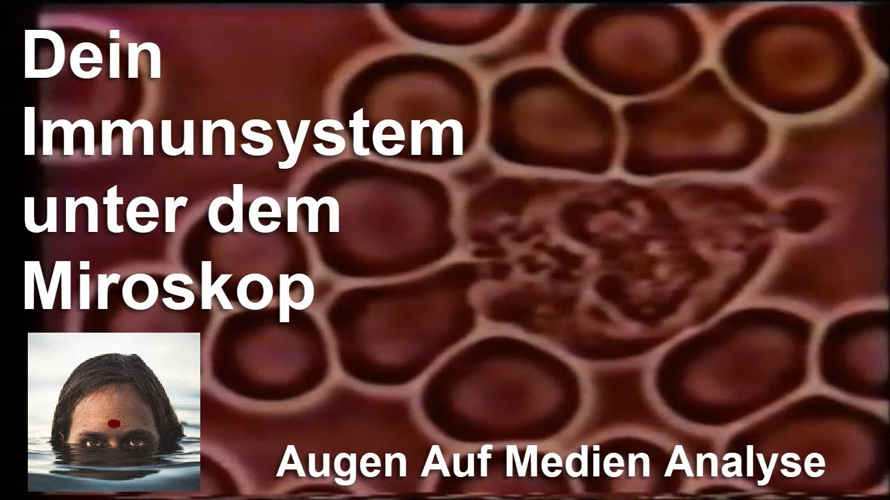 Dein Immunsystem unter dem Mikroskop (Reworked 2024)