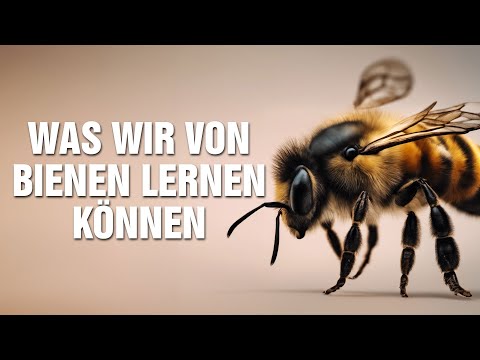 Krafttier Biene und ihre Bedeutung für ein gesundes Ökosystem: Was wir alle von Bienen lernen können