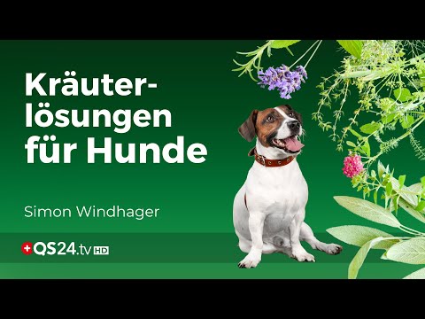 Von Gelenkschmerzen bis Stress: Arno Wolle’s maßgeschneiderte Kräuterlösungen für Hunde | QS24