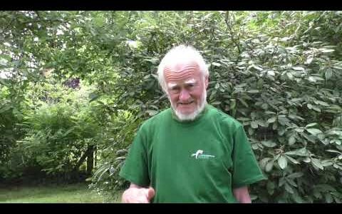 Leben  – bis zum Baum umarmen –  es wird Zeit!