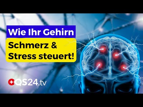 PAG & Grauhirnstamm: Die Schaltzentrale für Schmerz, Stress und Emotionen | Naturmedizin | QS24