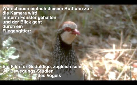 Ein Rothuhn  (Alectoris rufa) bei der Nahrungssuche