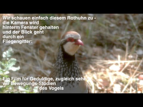 Ein Rothuhn  (Alectoris rufa) bei der Nahrungssuche