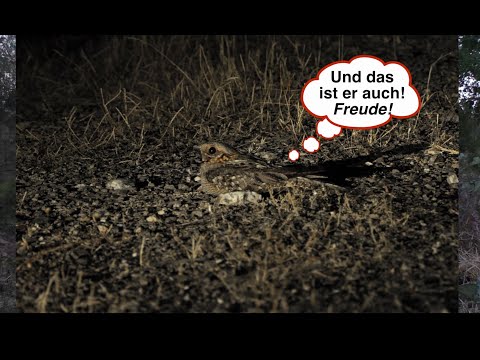 Der Rothalsziegenmelker im Mittelgebirge des Süd-Alenteja