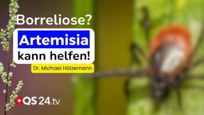Mehr über den Artikel erfahren Verzweifelt wegen Borreliose? Das sollten Sie über Artemisia wissen! | Erfahrungsmedizin | QS24