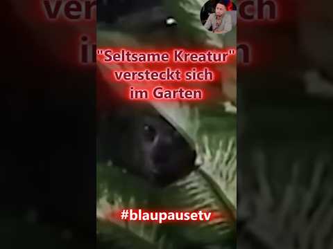 Mehr über den Artikel erfahren GRAUER ALIEN ODER KOBOLT im GARTEN gefilmt! 👽 Versteckt sich hinter Pflanze und STARRT in die Kamera