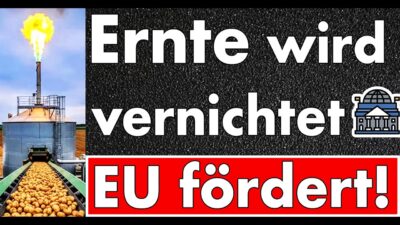 Mehr über den Artikel erfahren EU-Prämien für Kartoffel-Müll: 48 Mio €, während Bauern Ernte in Biogas kippen! Absurdistan enthüllt