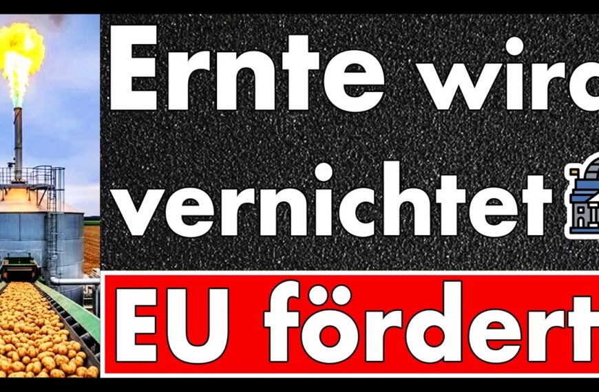 EU-Prämien für Kartoffel-Müll: 48 Mio €, während Bauern Ernte in Biogas kippen! Absurdistan enthüllt