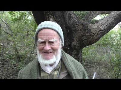 Mehr über den Artikel erfahren Haliotis