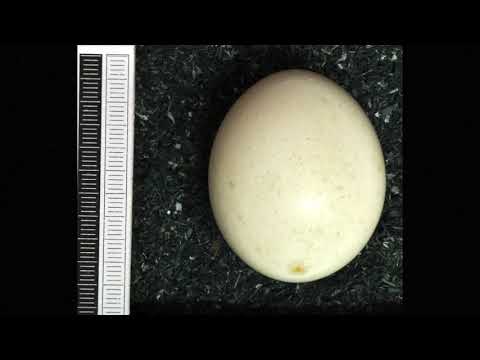 Waldkauz ruft durch die Novembernacht – Haliotis´ Vogelstimmentheater Neue Folge 1!