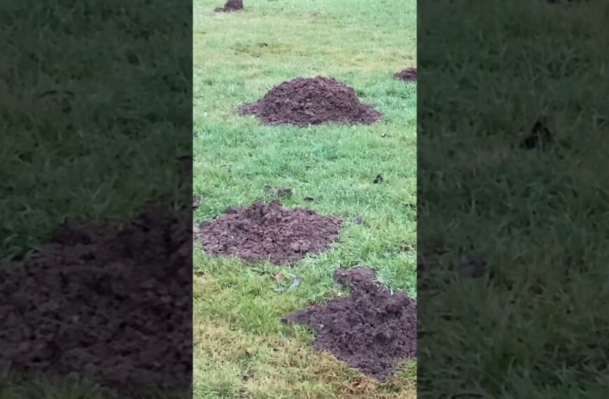 Maulwürfe – schaffen Landschaft mit Strukturvielfal