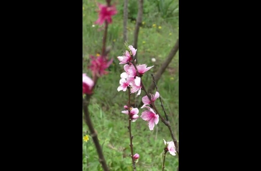 Pfirsichblüten Schönheit so blühe auch Du!