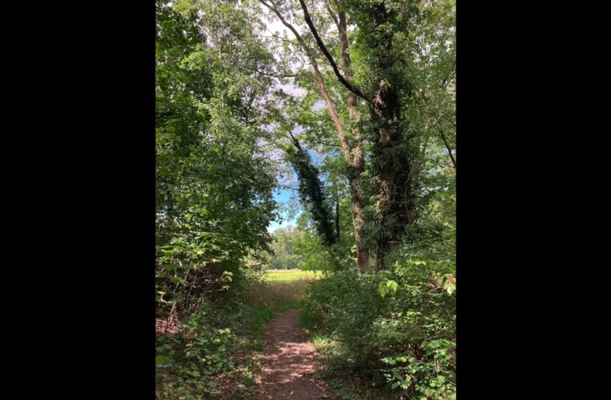 Auf zu echter Wertschätzung des Auwaldes Leipzig! Statt: „Ungeliebter Auwald Leipzig?“ Einführung