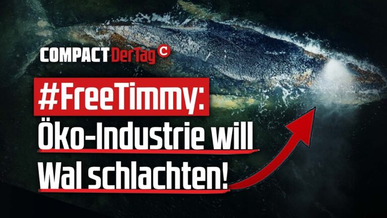 Mehr über den Artikel erfahren #FreeTimmy: Öko-Industrie will Wal schlachten!💥