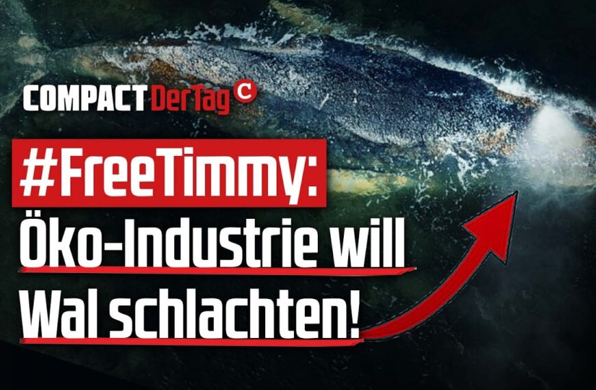 #FreeTimmy: Öko-Industrie will Wal schlachten!💥