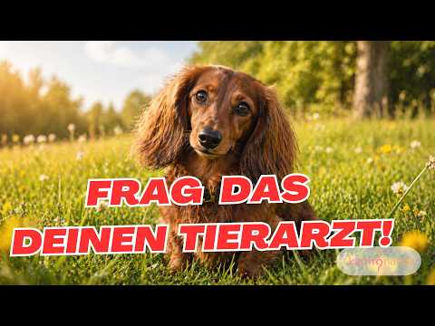 Mehr über den Artikel erfahren Schmerzmittel für Hunde – was der Tierarzt dir verschweigt