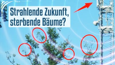 Mehr über den Artikel erfahren Strahlende Zukunft, sterbende Bäume?