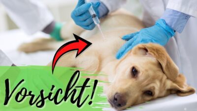 Mehr über den Artikel erfahren Zu viel Impfen? Falsches Futter? Diese Tierärztin warnt