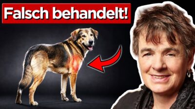 Mehr über den Artikel erfahren Tierärztin enthüllt: Unter dieser Krankheit leidet dein Tier