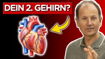 Mehr über den Artikel erfahren Dein Herz denkt zuerst: 80% der Signale gehen zum Gehirn I Remo Rittiner