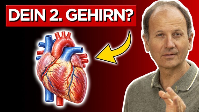 Mehr über den Artikel erfahren Dein Herz denkt zuerst: 80% der Signale gehen zum Gehirn I Remo Rittiner
